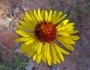 Gaillardia pinnatifida image