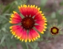 Gaillardia pulchella image