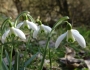 Galanthus nivalis image