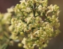 Galium angustifolium image