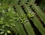 Galium asprellum image