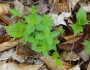 Galium circaezans image