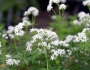 Galium odoratum image