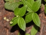 Galium oreganum image