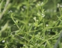 Galium tinctorium image