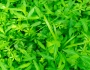 Galium triflorum image
