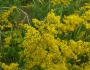 Galium verum image