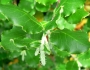 Garrya elliptica image