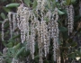 Garrya flavescens image