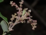 Garrya ovata image