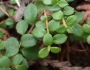 Gaultheria hispidula image
