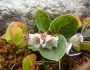 Gaultheria humifusa image