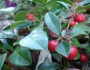 Gaultheria procumbens image