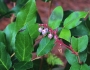 Gaultheria shallon image