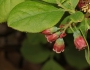 Gaylussacia baccata image