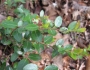 Gaylussacia brachycera image