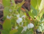 Gaylussacia dumosa image