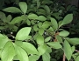 Gaylussacia frondosa image