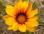 Gazania linearis image