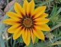 Gazania rigens image