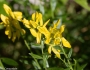 Genista tinctoria image