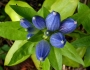 Gentiana andrewsii image