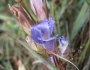 Gentianopsis crinita image
