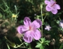 Geranium caespitosum image