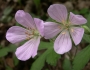 Geranium maculatum image