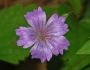 Geranium nodosum image
