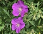 Geranium oreganum image