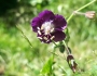 Geranium phaeum image