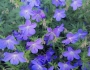 Geranium pratense image