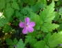 Geranium robertianum image