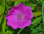 Geranium sanguineum image