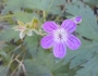 Geranium sylvaticum image