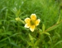Geum aleppicum image