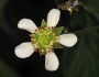 Geum canadense image