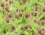 Geum laciniatum image
