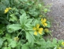 Geum macrophyllum image