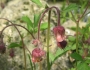 Geum rivale image