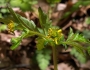 Geum vernum image