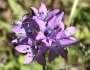 Gilia achilleifolia image