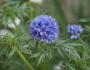 Gilia capitata image