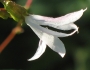 Gillenia trifoliata image