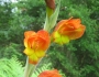 Gladiolus dalenii image