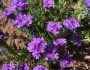 Glandularia bipinnatifida var. ciliata image