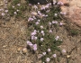 Glandularia latilobata image