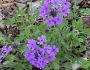 Glandularia canadensis image