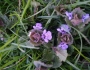 Glechoma hederacea image